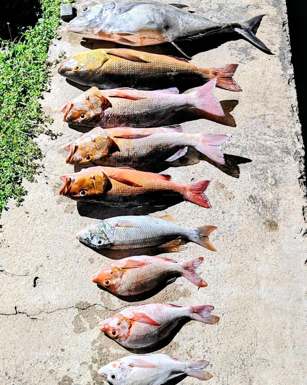 Bougan Villea Retreat Bodufolhudhoo Luaran gambar